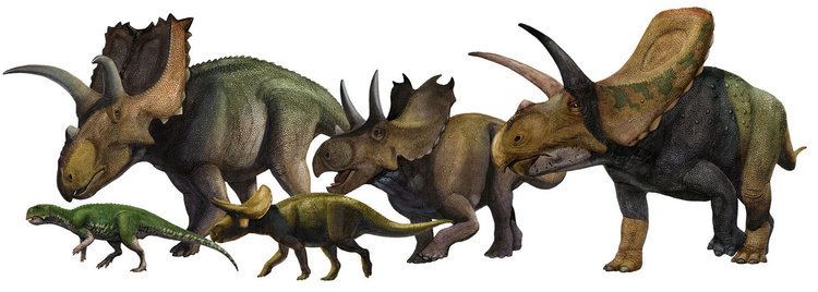 Ceratopsia Ceratopsia by atrox1 on DeviantArt