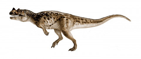 Ceratosaurus httpsnhmuutahedusitesdefaultfilesstylesl