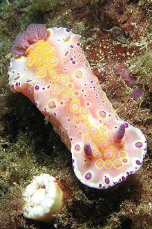 Ceratosoma httpsuploadwikimediaorgwikipediacommonsthu