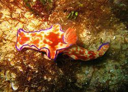 Ceratosoma Ceratosoma Wikipedia