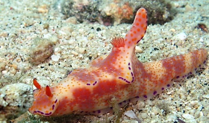 Ceratosoma Ceratosoma tenue Abraham Tropical IndoWest Pacific