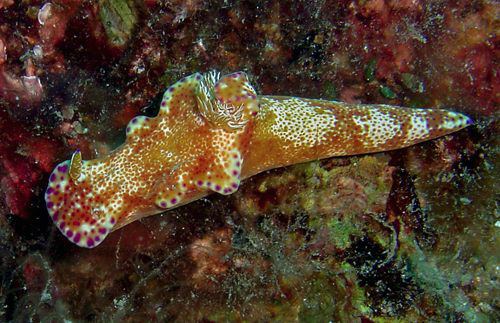 Ceratosoma Ceratosoma tenue main page