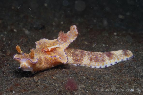 Ceratosoma Diverosa other Chromodorididae