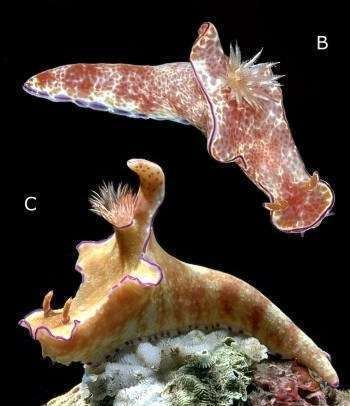 Ceratosoma trilobatum The Sea Slug Forum Ceratosoma trilobatum
