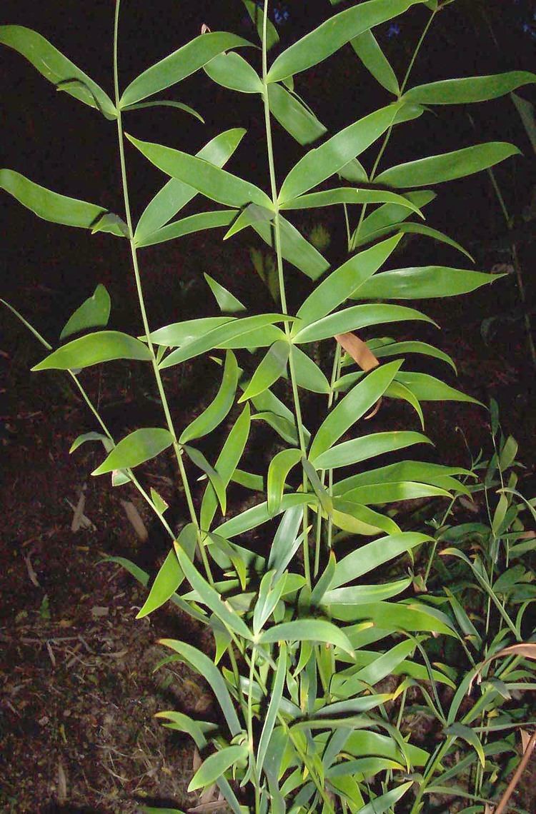 Ceratozamia Ceratozamia Species Rare DroughtResistant Cycads from Mexico