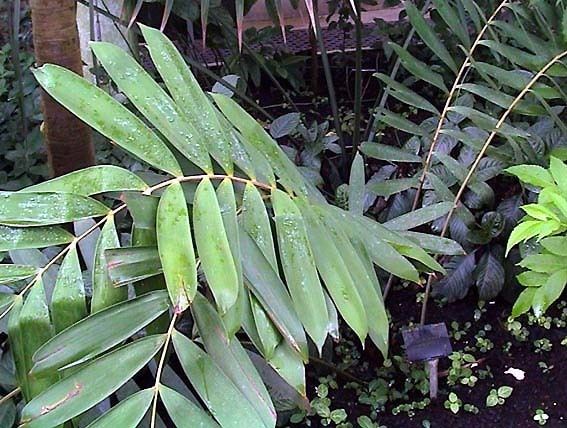 Ceratozamia miqueliana Ceratozamia miqueliana Pacsoa