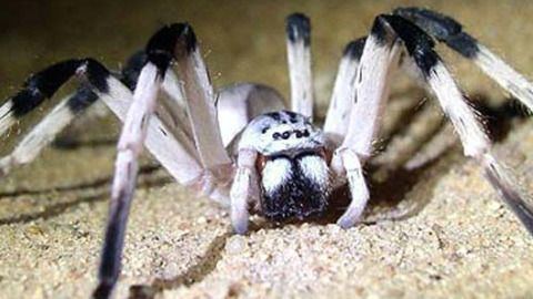 Cerbalus Cerbalus aravensis Giant Spider Species Discovered in Middle