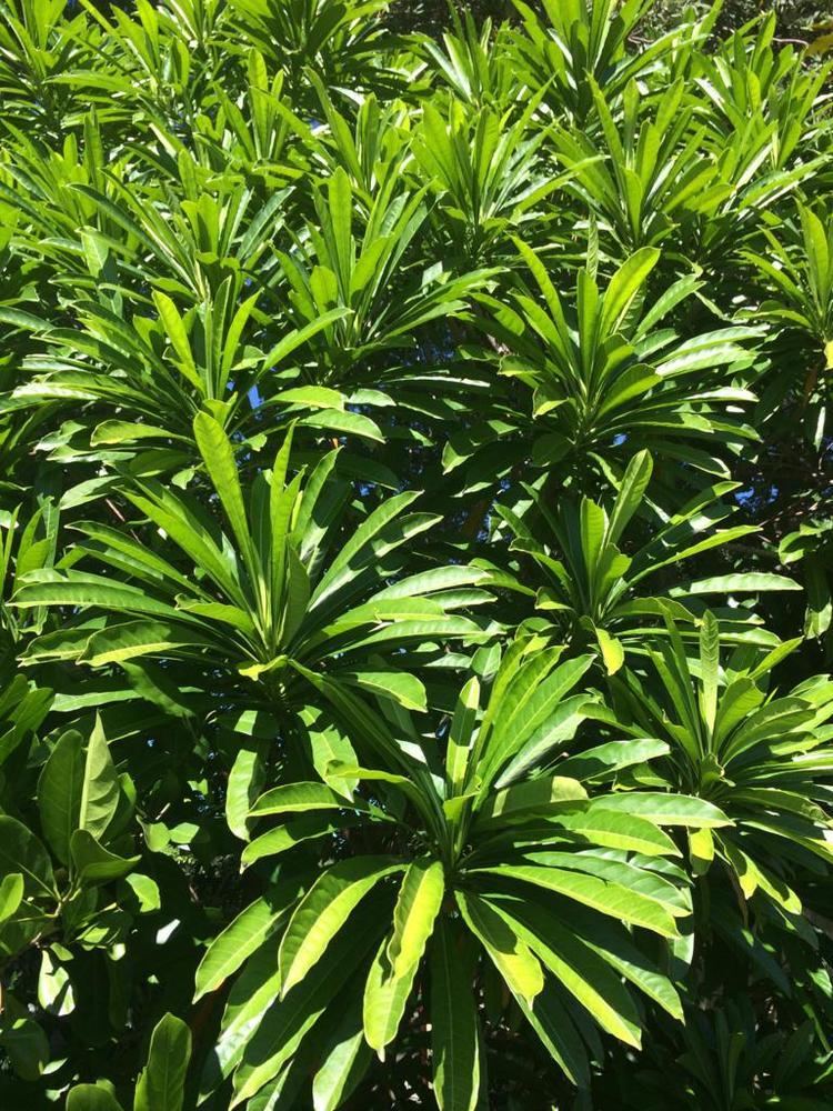 Cerbera floribunda CASSOWARY PLUM Go Green Rainforest Nursery