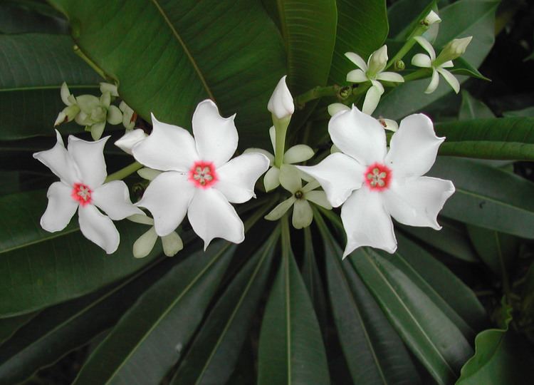 Cerbera manghas FileCerbera manghas flowerjpg Wikimedia Commons