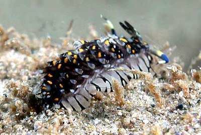 Cerberilla The Sea Slug Forum Cerberilla ambonensis