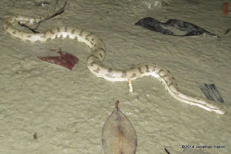 Cerberus rynchops Dogfaced Water Snake Reptiles and Amphibians of Bangkok