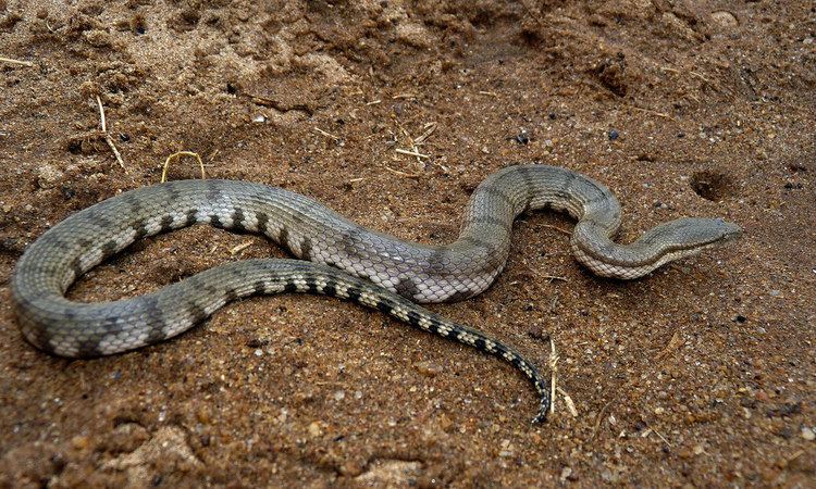 Cerberus rynchops Cerberus rynchopsDogfaced Water Snake Chandipur Orissa Flickr