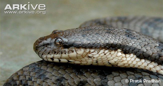 Cerberus rynchops Dogfaced water snake videos photos and facts Cerberus rynchops