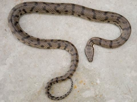 Cerberus rynchops Dogfaced Water Snake Indiansnakesorg