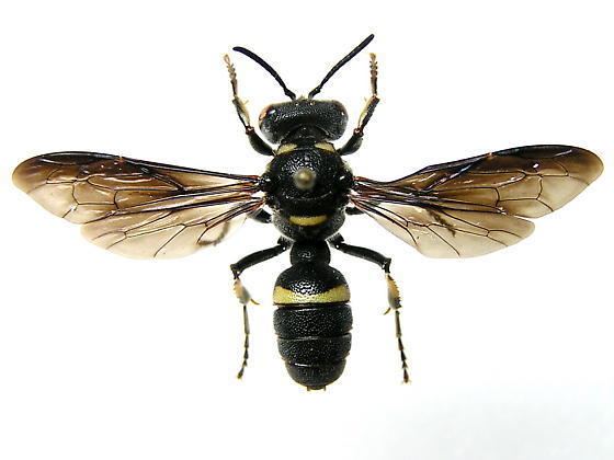 Cerceris fumipennis Is this a Mason wasp Euodynerus sp Cerceris fumipennis