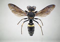 Cerceris fumipennis httpsuploadwikimediaorgwikipediacommonsthu