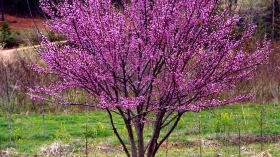 Cercis Cercis 39Ace of Hearts39 PlantHaven International