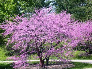 Cercis treeshopcouk Judas Tree Cercis SiIiquastrum