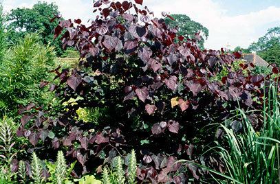 Cercis Cercis canadensis 39Forest Pansy39 redbud 39Forest Pansy39RHS Gardening