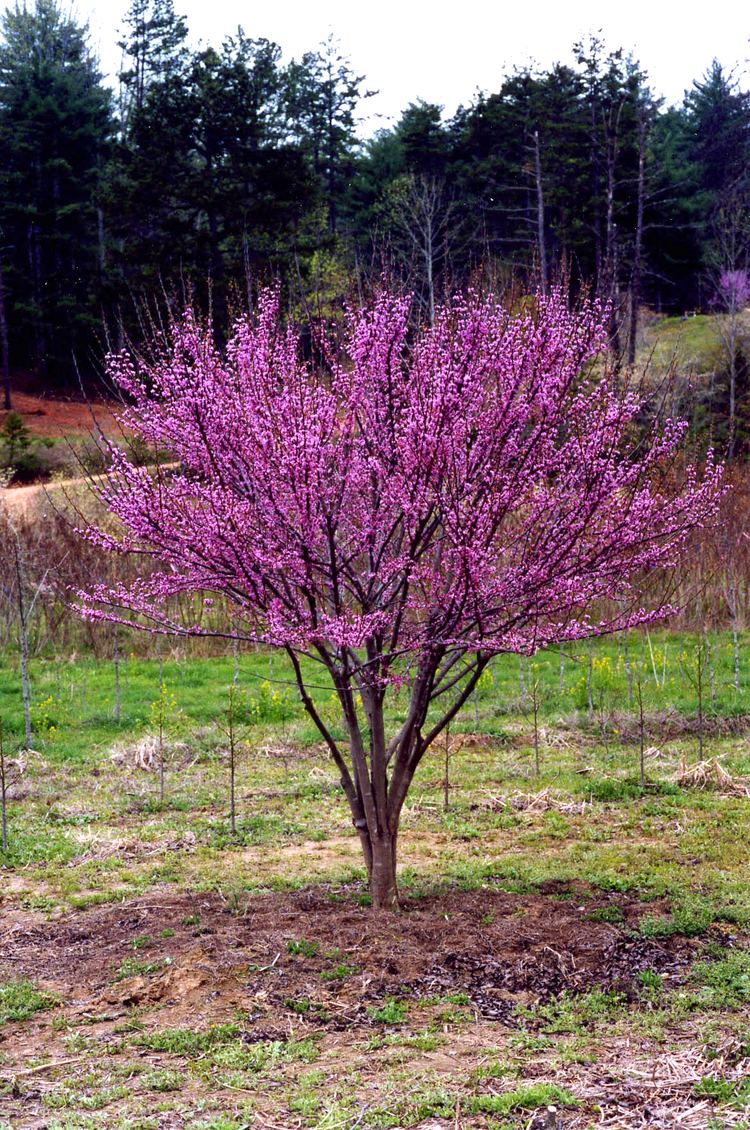 Cercis Cercis 39Ace of Hearts39 PlantHaven International