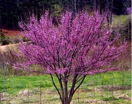Cercis plant page pic Welcome to Hochberg Export Ornamental Plants Ltd