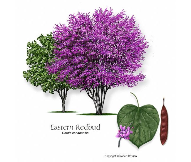 Cercis canadensis UFEI SelecTree A Tree Selection Guide