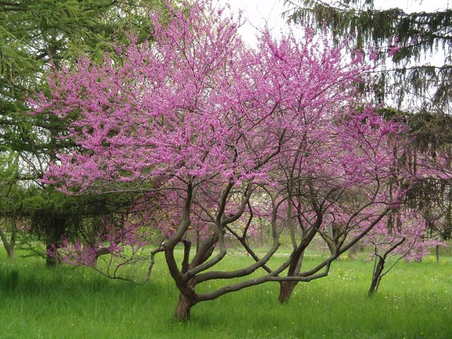 Cercis canadensis Cercis canadensis JerseyFriendly Yards