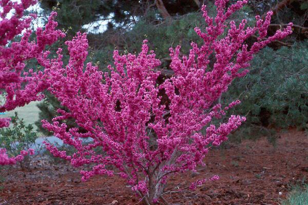 Cercis chinensis Cercis chinensis 39Avondale39 Landscape Plants Oregon State University