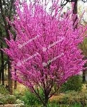 Cercis chinensis Wholesale Nursery Nurseries in Melbourne Sydney amp Brisbane