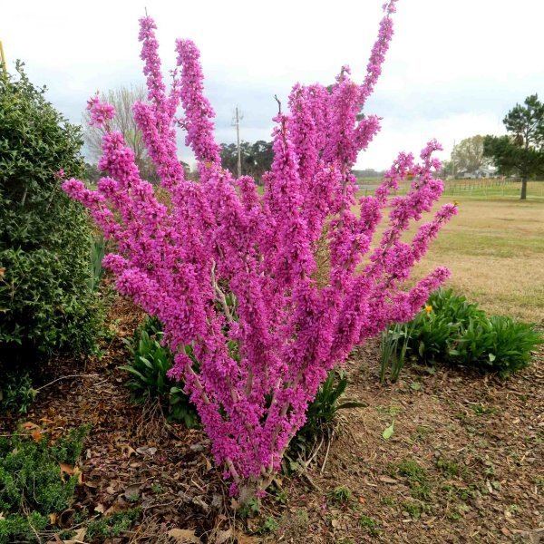 Cercis chinensis CERCIS CHINENSIS Chinese Redbud