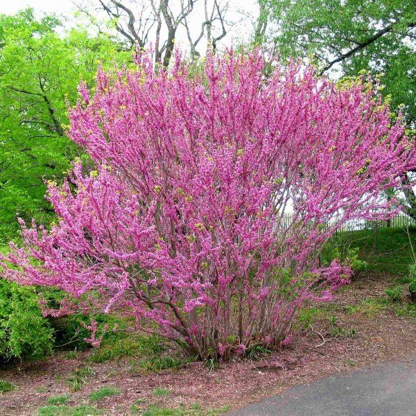 Cercis chinensis CERCIS CHINENSIS Chinese Redbud