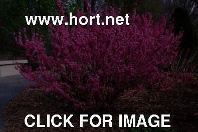 Cercis chinensis Cercis chinensis habit 1 of 2 hortnet photo gallery