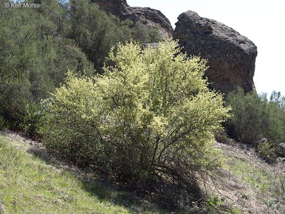 Cercocarpus betuloides CalPhotos Cercocarpus betuloides var betuloides Birchleaf