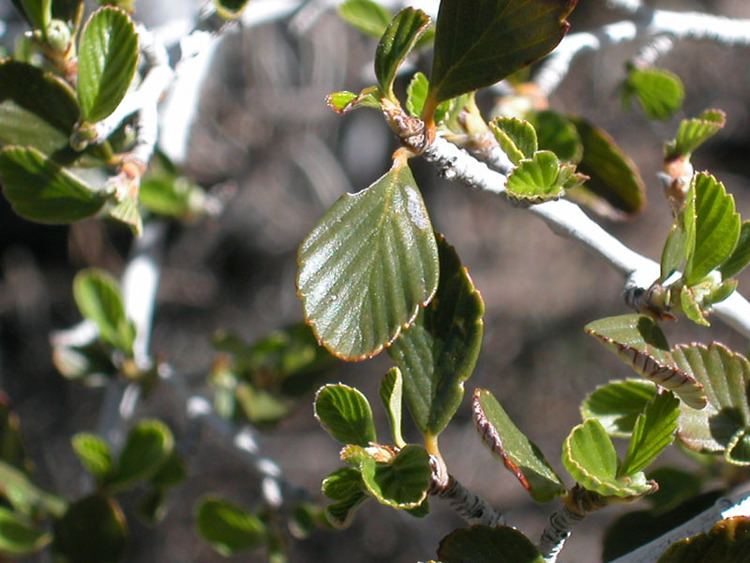 Cercocarpus betuloides Cercocarpus betuloides