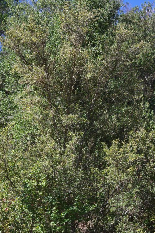 Cercocarpus betuloides Cercocarpus betuloides Mountain Mahogany
