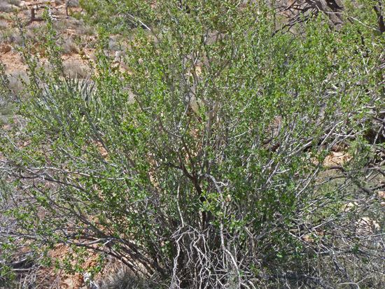 Cercocarpus montanus Southwest Colorado Wildflowers Cercocarpus montanus