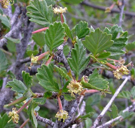 Cercocarpus montanus Southwest Colorado Wildflowers Cercocarpus montanus