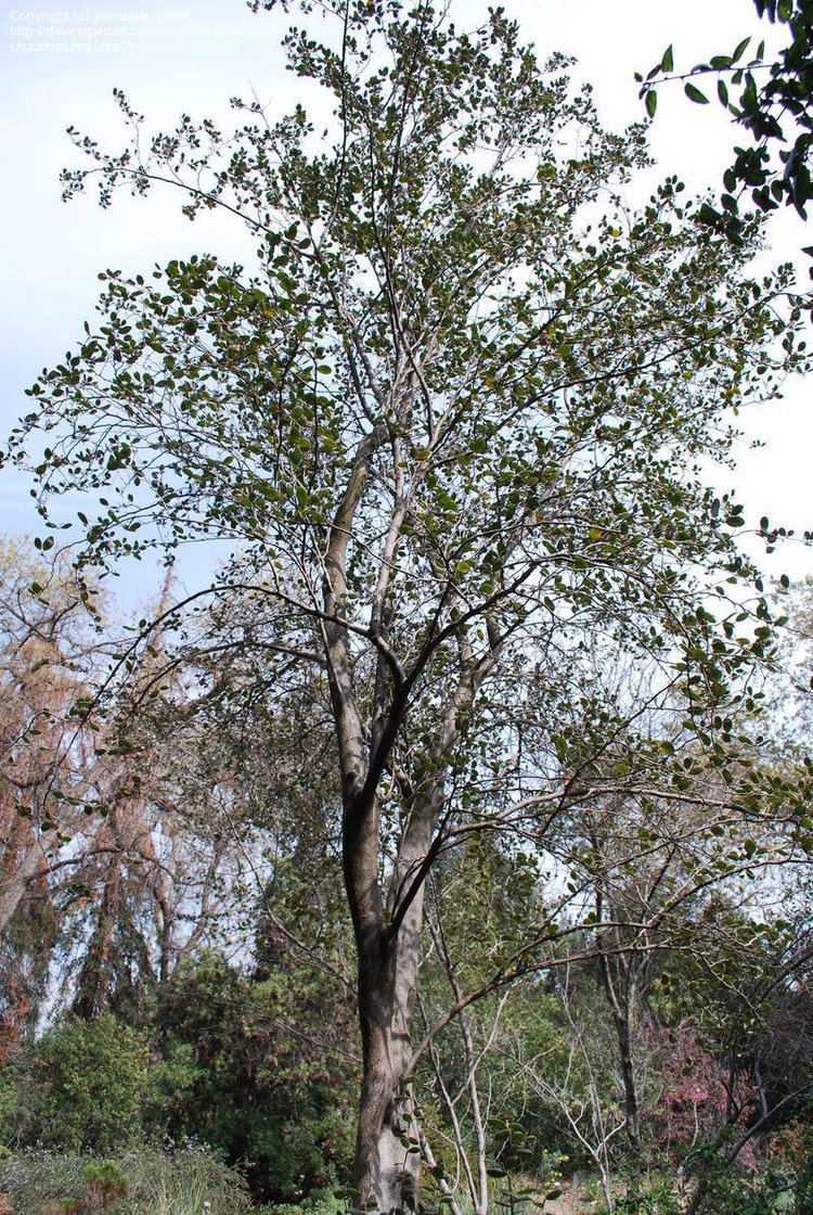 Cercocarpus traskiae PlantFiles Pictures Catalina Mahogany Cercocarpus traskiae by palmbob