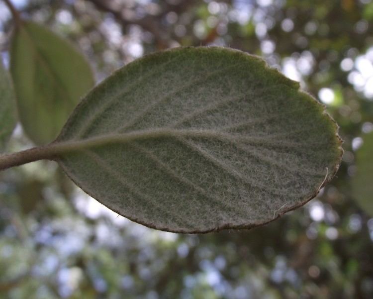 Cercocarpus traskiae FileCercocarpus traskiaejpg Wikimedia Commons