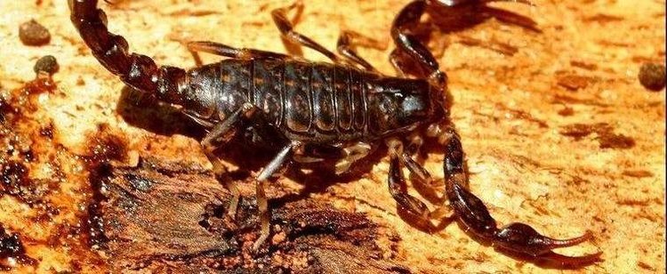 Cercophonius squama Detailed information on Wood Scorpion Cercophonius squama
