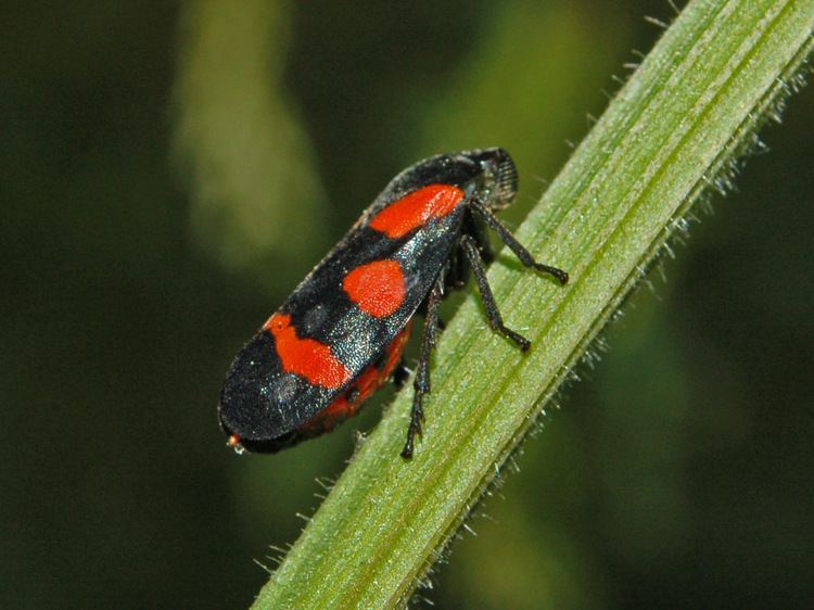 Cercopidae FileCercopidae Cercopis sanguinolenta1JPG Wikimedia Commons