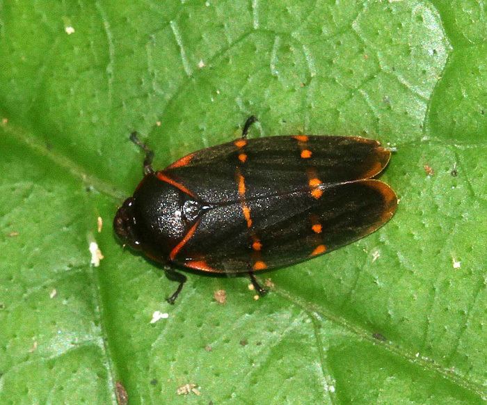 Cercopidae Galleries gtgt Hemiptera samuibutterfliescom