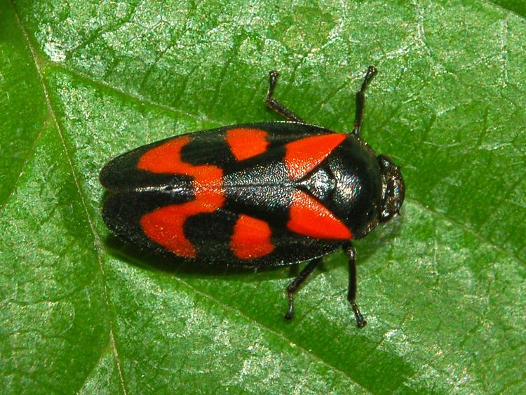 Cercopidae FileCercopidae Cercopis vulnerataJPG Wikimedia Commons