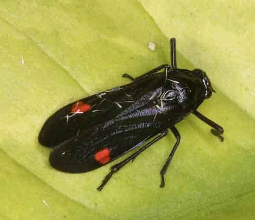 Cercopidae Hoppers and other Homoptera