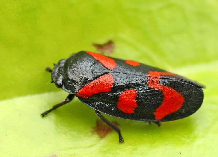 Cercopis vulnerata FileCercopis vulnerata 20060604jpg Wikimedia Commons