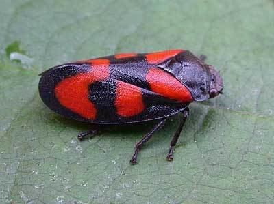 Cercopis vulnerata Cercopidae Cercopis vulnerata