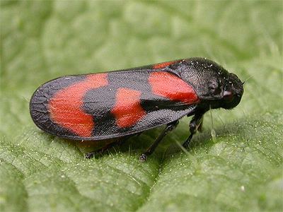 Cercopis vulnerata Cercopis vulnerata