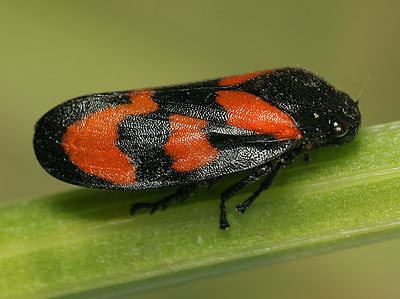 Cercopis vulnerata Cercopidae Cercopis vulnerata