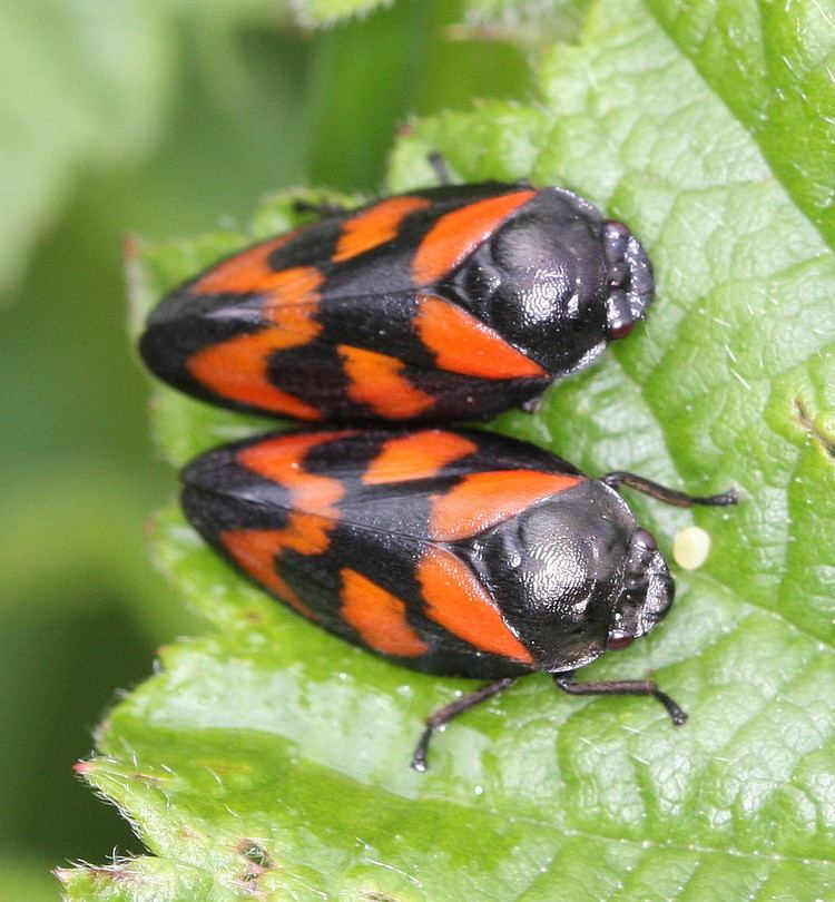 Cercopis vulnerata warehouse1indiciaorgukuploadCercopisVulnerata