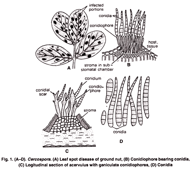 Cercospora Cercospora Habitat Symptoms and Reproduction